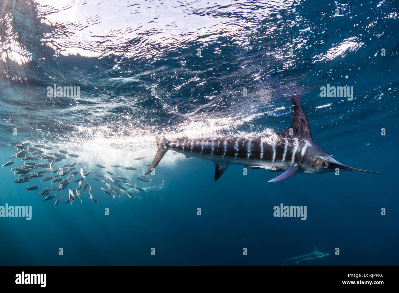 Gestreiften marlin Jagd Makrelen und Sardinen Stockfoto