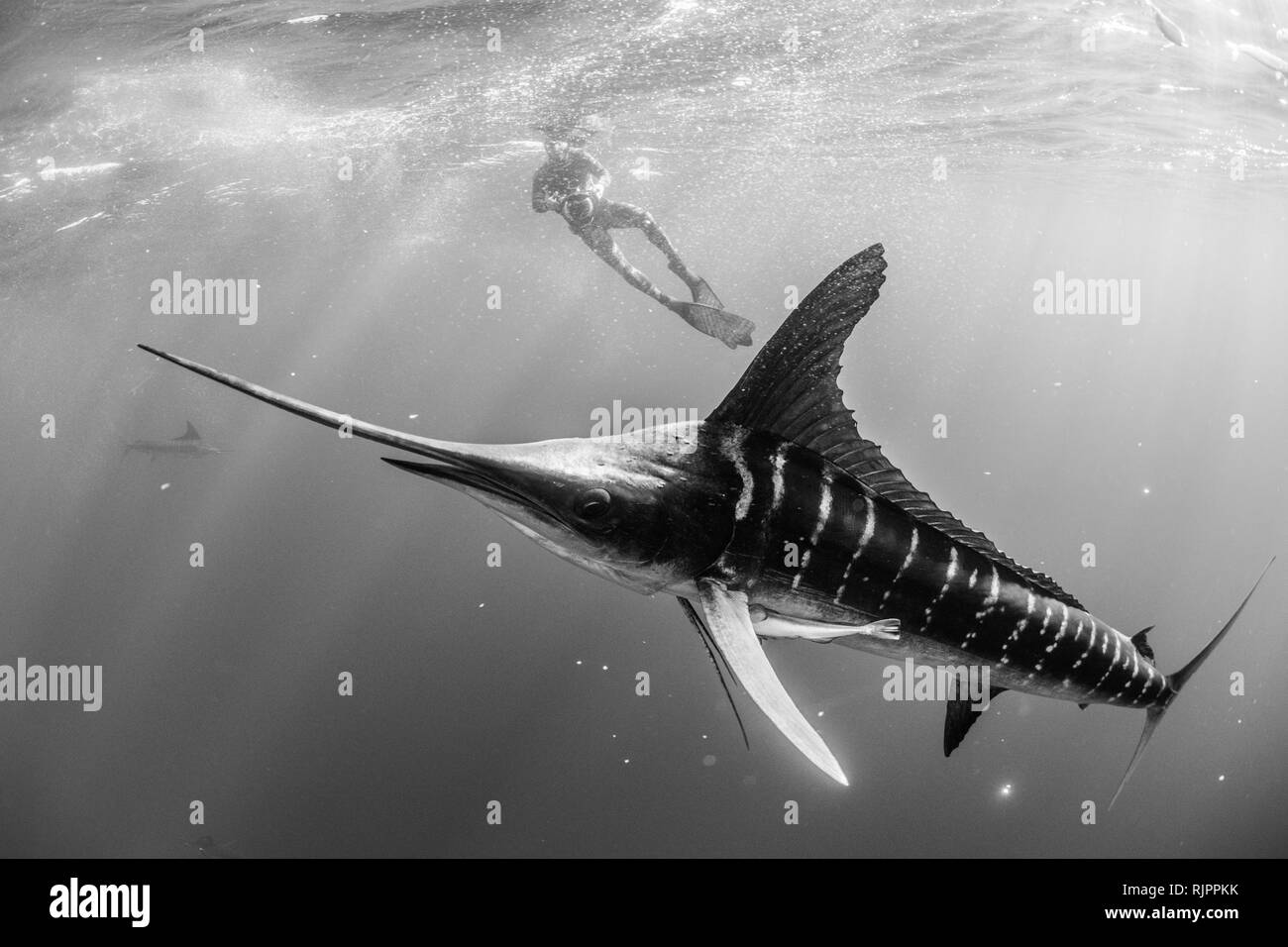 Gestreiften marlin Jagd Makrelen und Sardinen, fotografiert von Diver Stockfoto