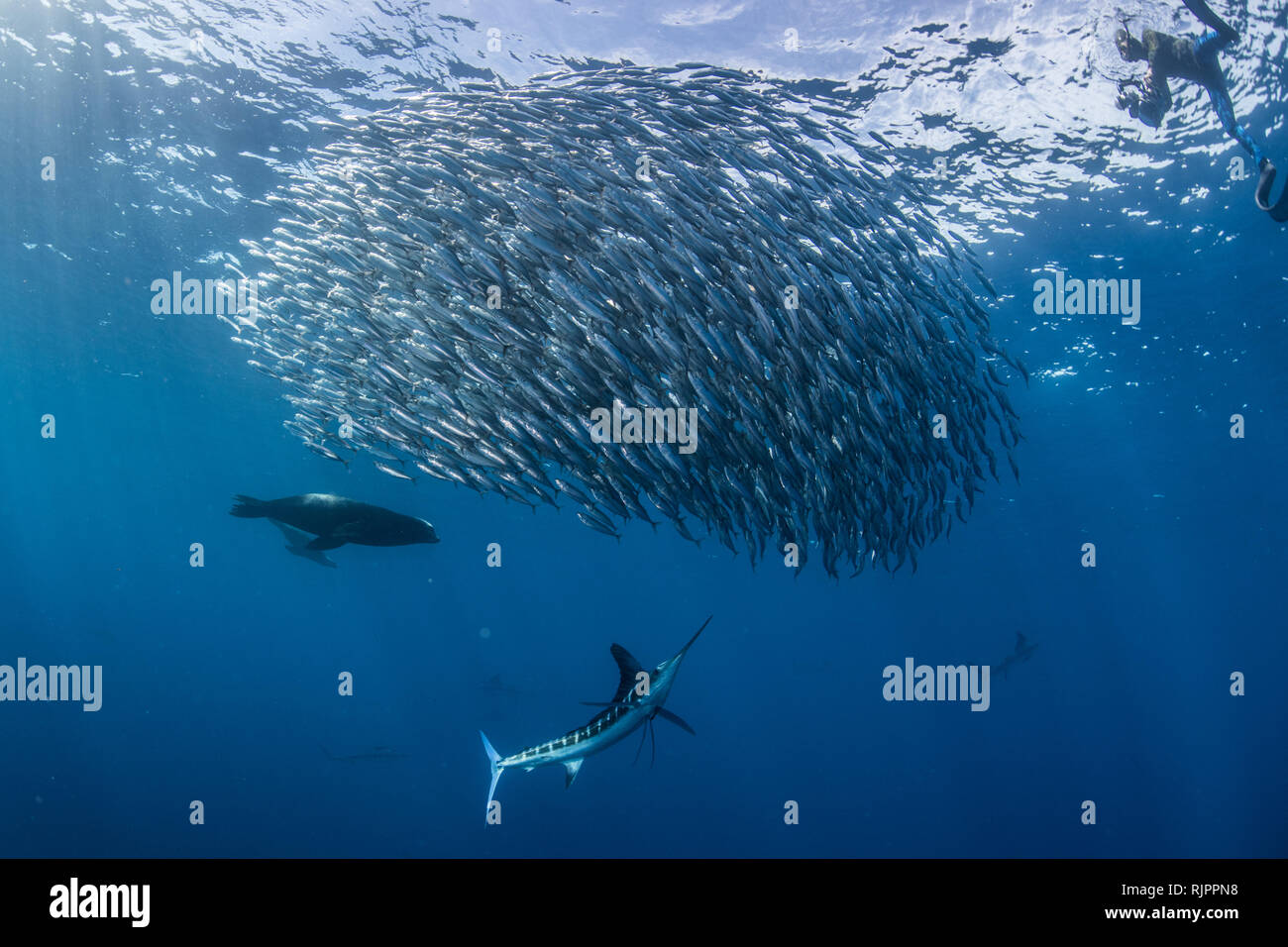 Gestreiften marlin Jagd Makrelen und Sardinen, fotografiert von Diver Stockfoto