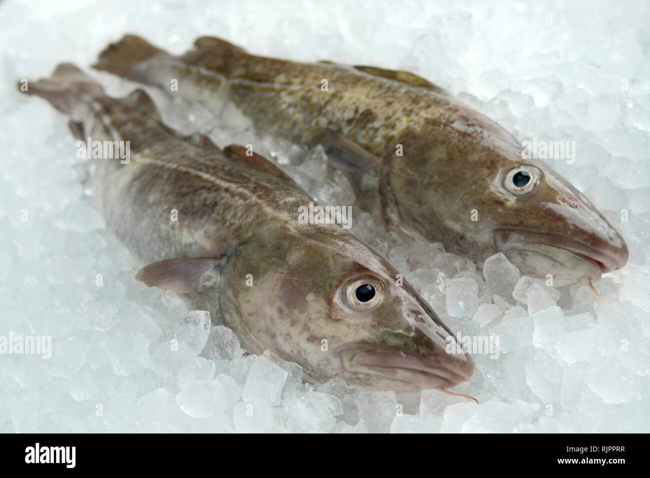 Paar frische rohe Kabeljau fischen auf Eis Stockfoto