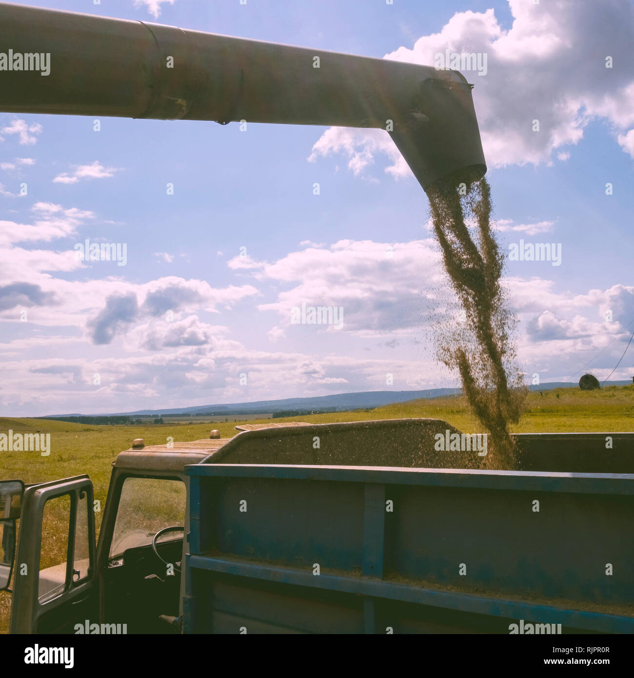 Mähdrescher gießen Getreide in das Fahrzeug Stockfoto