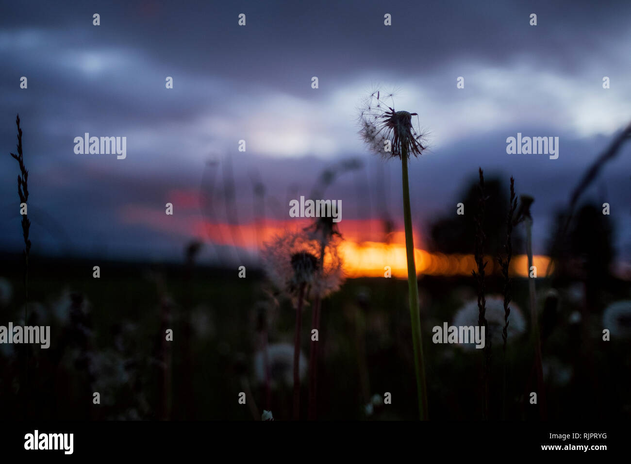Feld mit Löwenzahn bei Sonnenuntergang, Nahaufnahme, Detail Stockfoto