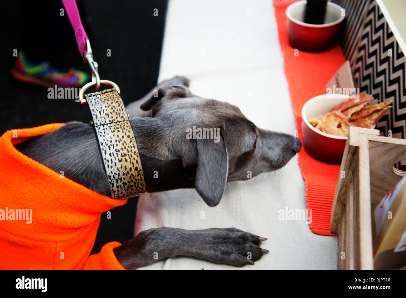 London. Hackney. Netil Markt. Ein Hund das Tragen eines Orange Pullover und eine Leopard prnt Kragen ist sehr interessiert an doggy behandelt zum Verkauf. Stockfoto