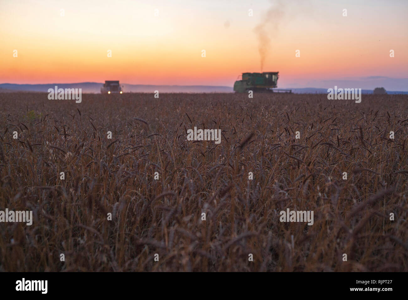 Mähdrescher Ernten von Weizen Feld bei Sonnenuntergang Stockfoto