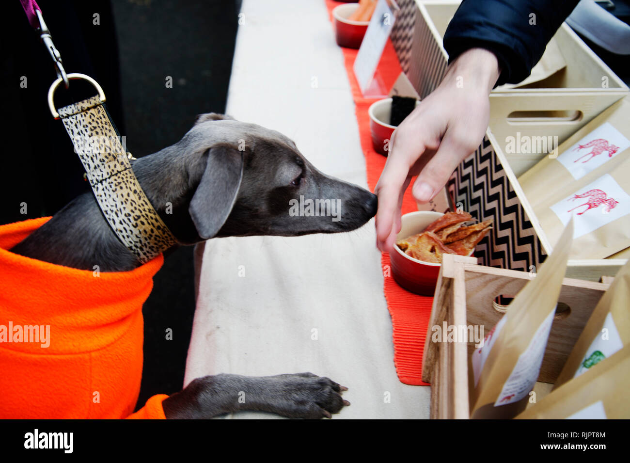 London. Hackney. Netil Markt. Ein Hund das Tragen eines Orange Pullover und eine Leopard prnt Kragen ist sehr interessiert an doggy behandelt zum Verkauf. Stockfoto