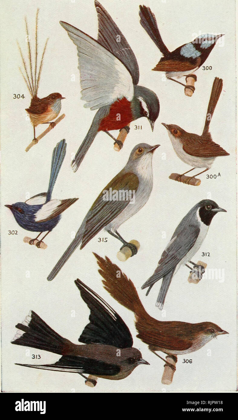 . Ein australischer Vogel Buch: Ein Taschenbuch für den Feldeinsatz. Vögel - Australien Identifikation. 300 Superb-Warbler 300 a,, (weiblich) 304 Emu Wren 302 Weiß-winded Superb-Warbler 306 Borste Vogel 311 Weiß der tiefsten Wood-Swallow (137) 312 maskierten Wood-Swallow 313 Wood-Swallow 315 Grau Shrike-Thrush. Bitte beachten Sie, dass diese Bilder sind von der gescannten Seite Bilder, die digital für die Lesbarkeit verbessert haben mögen - Färbung und Aussehen dieser Abbildungen können nicht perfekt dem Original ähneln. extrahiert. Leach, Johannes Albert, 1870-1929; Horn wissenschaftliche Expedition (1894). Melbourne: whitcombe Stockfoto