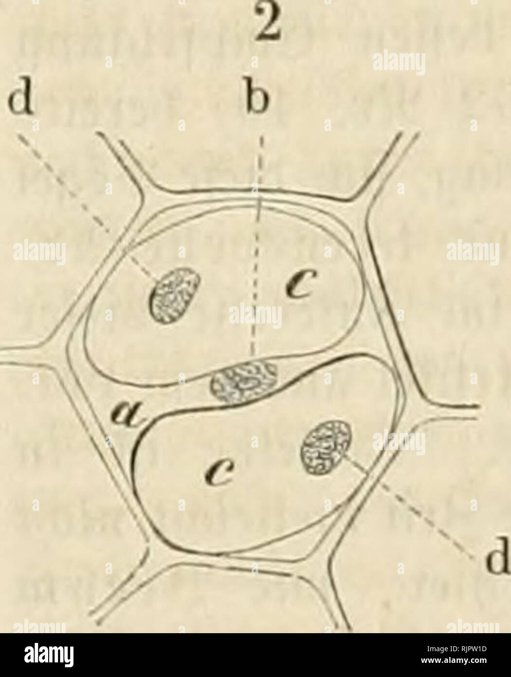 . Aus der Heimath. Natural History; Natural History -- Deutschland. 393 394 Subifceiitinictev einer^ fitdifinlBfiiiu-i, toeldje in 50 @vaiiim SlÃ¼fficjfeit 0,15 @ ramm gudjfin eutl) te (t. Siie Neue SlÃ¼jficifeit, in lueldier fcnoA auf 951.000 Sljeile glÃ¼f [ii 3 = feit Erft 3 Iljeile Judifin, alfc in 31 7.000 Il^ eilegLÃ¼ifigÂ" feit ein Xtieil 5-ud) |" in fam, äh [dÃ¼en intcnfio rotl^ gefÃ¤rbt. Err Dr. ^.^^% Tirjel tanfte erru sxol Sennentalb für feineu l) i5d) ft intereffauten i^ortrag unb fniipfte bann Ncd) einiije, bie 3 (nilinfarbcu betreffeube 33 emertungeu ein. Riegel "Jluilinfarbeu l) aben noch auberen g-arb Stockfoto