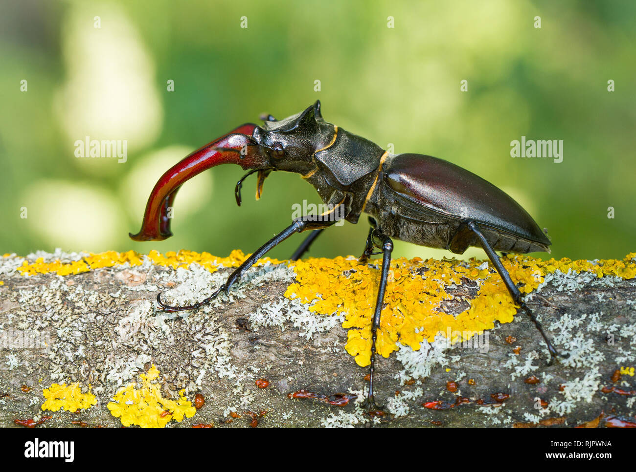 Wildlife Makro Foto der Hirschkäfer Stockfoto