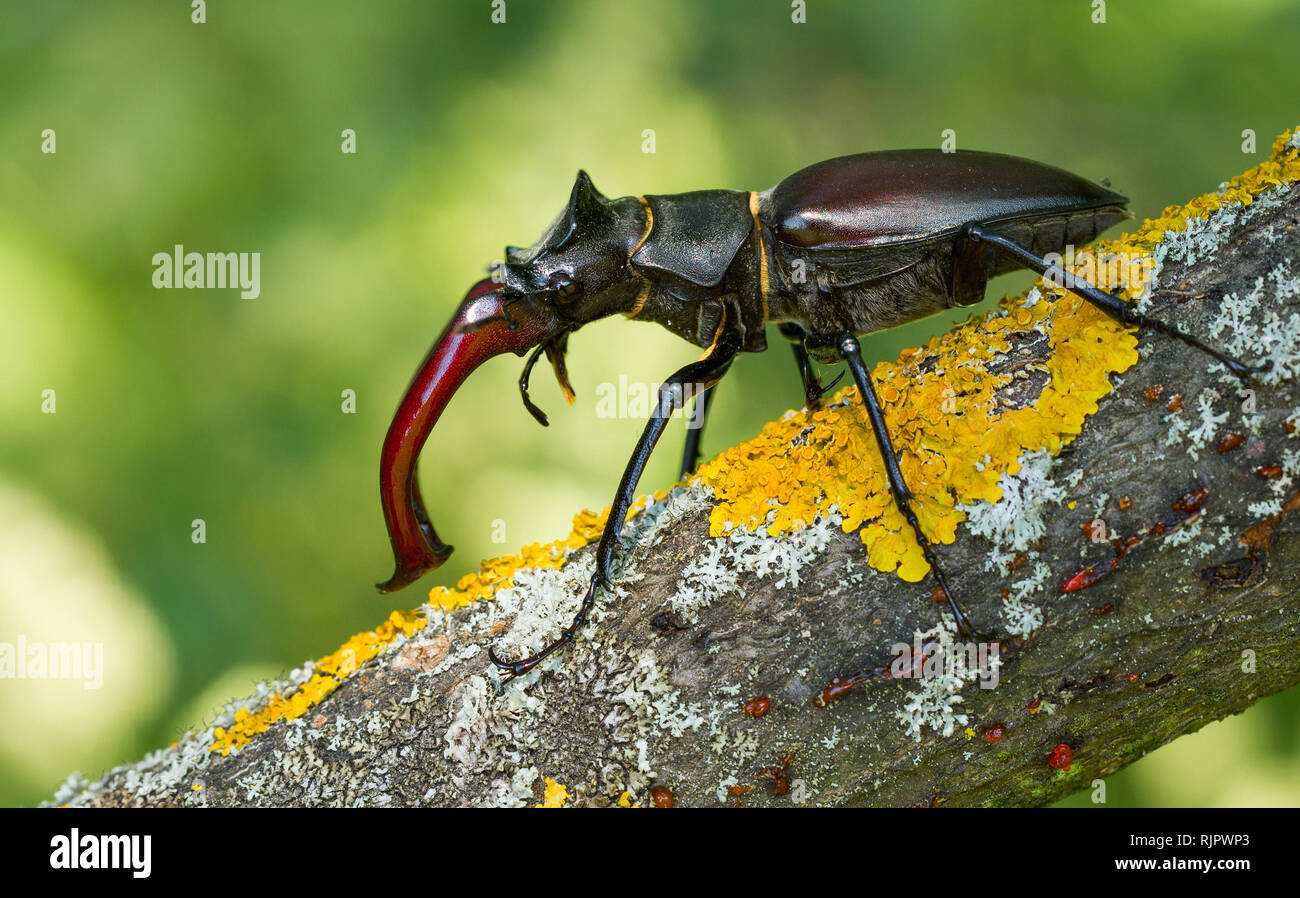 Wildlife Makro Foto der Hirschkäfer Stockfoto