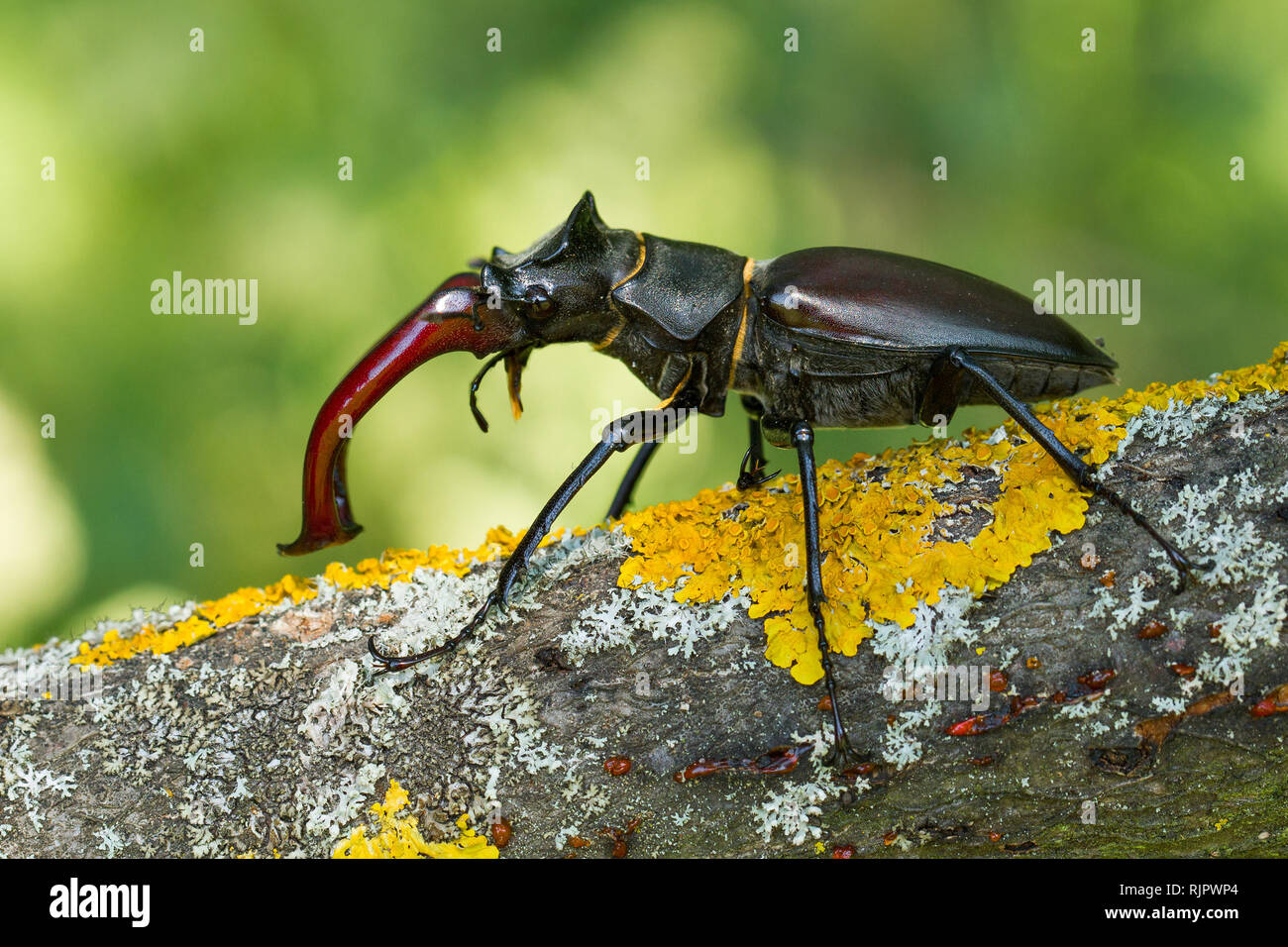 Wildlife Makro Foto der Hirschkäfer Stockfoto