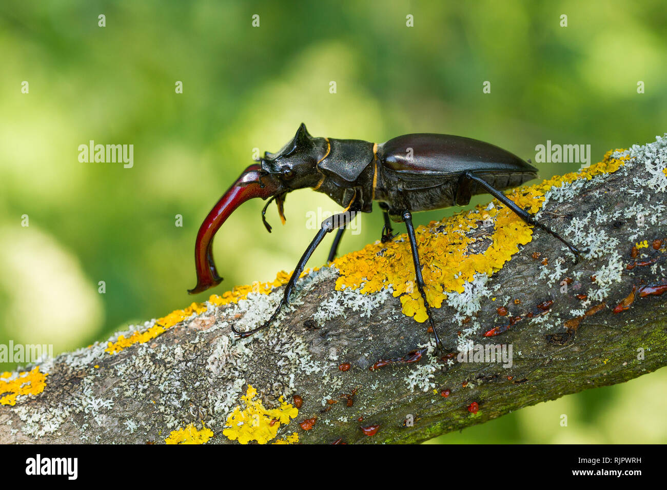 Wildlife Makro Foto der Hirschkäfer Stockfoto