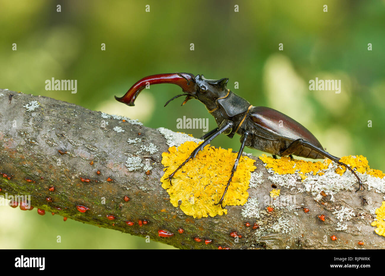 Wildlife Makro Foto der Hirschkäfer Stockfoto