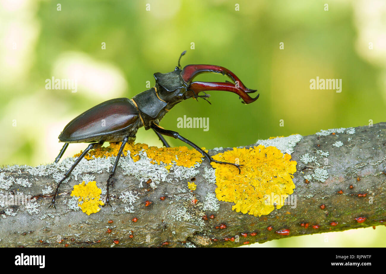 Wildlife Makro Foto der Hirschkäfer Stockfoto