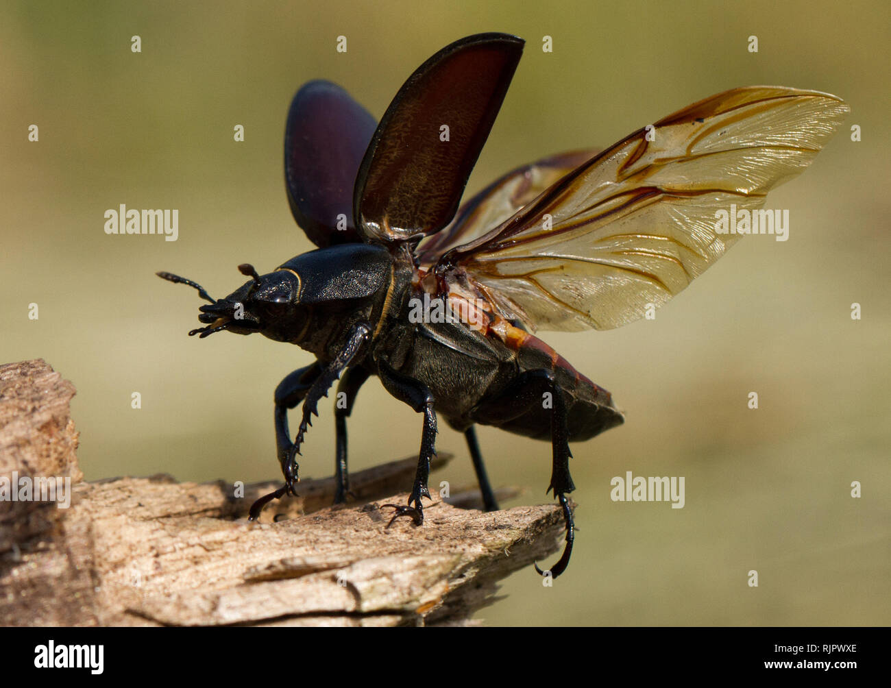 Wildlife Makro Foto des Fliegens Hirschkäfer Stockfoto