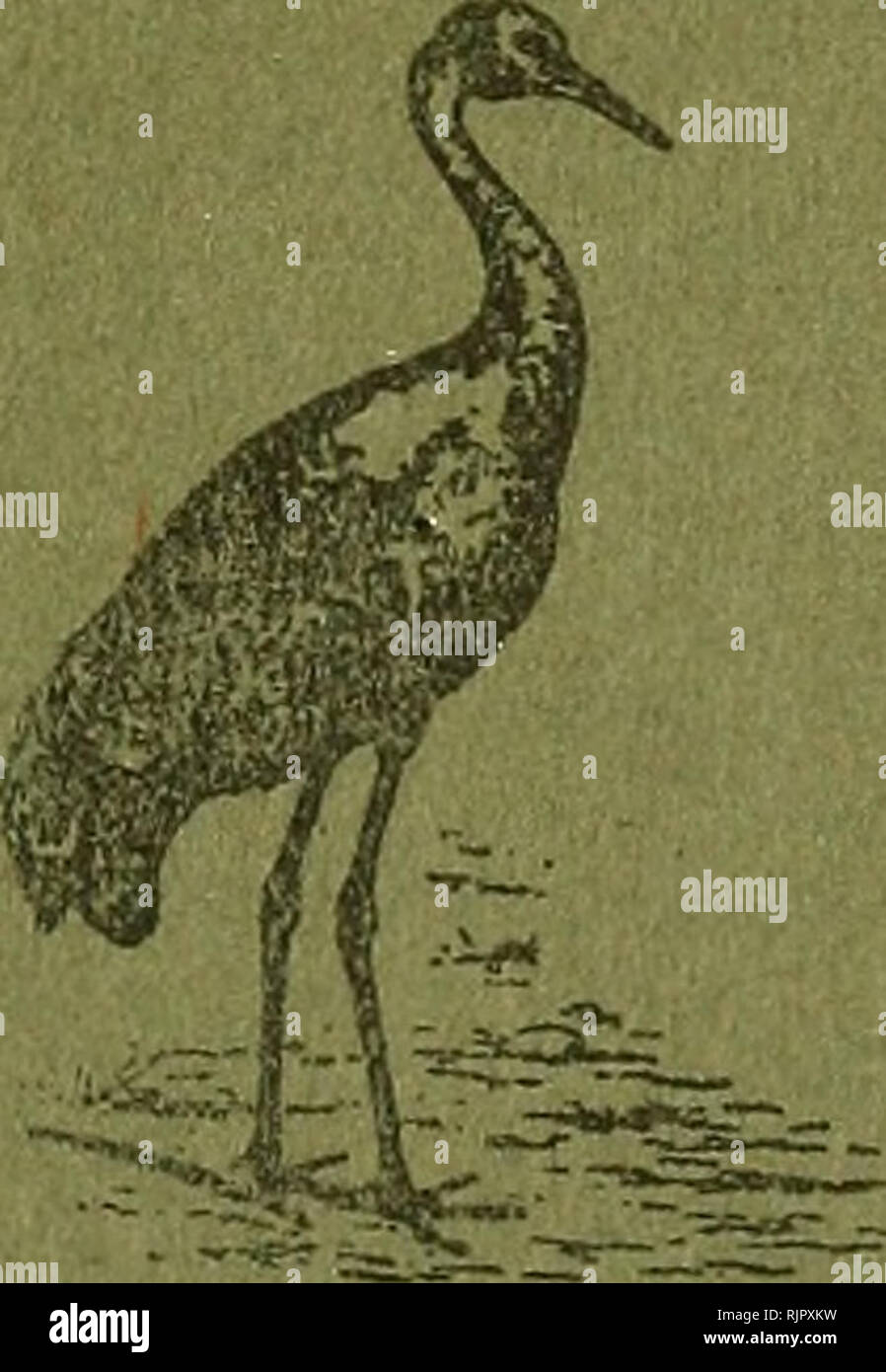 . Austral Vogelgrippe aufnehmen können; eine wissenschaftliche Zeitschrift widmet sich vor allem dem Studium der Australischen Vogelwelt. Vögel Australien; Ornithologie. Die Austral Vogelgrippe Recced einer wissenschaftlichen Zeitschrift VOR ALLEM AUF DIE STUDIE VON DER AUSTRALISCHEN VOGELWELT VOL gewidmet. Iii. Nr. 5,. v^in Verbindung mit der Austral Vogelgrippe Museum, Faik Eiche, Hants, England Editor GREGORY M. MATHEWS Preis 1/6 Net ausgegeben. WITHERBY &Amp; CO., 326 High Holborn, London, W.C. 1. Dezember 28th, 1917. Bitte beachten Sie, dass diese Bilder aus gescannten Seite Bilder, die digital für die Lesbarkeit verbessert haben mögen - Färbung und appearanc extrahiert werden Stockfoto