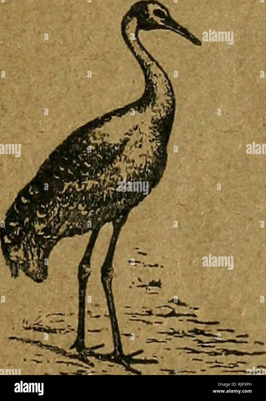 . Austral Vogelgrippe aufnehmen können; eine wissenschaftliche Zeitschrift widmet sich vor allem dem Studium der Australischen Vogelwelt. Vögel Australien; Ornithologie. Die Aitsteal Vogelgrippe Datensatz einer wissenschaftlichen Zeitschrift VOR ALLEM AUF DIE STUDIE VON DER AUSTRALISCHEN VOGELWELT VOL gewidmet. Iii. Nr. 1. Im Zusammenhang mit der Austral Vogelgrippe Museum, Messe Eiche, Hants, England Editor GREGORY M. MATHEWS J0^' Preis 1/6 Net WITHERBY &Amp; CO., 326 High Holborn, London, V.< Juni 30 fh, 1915.. Bitte beachten Sie, dass diese Bilder aus gescannten Seite Bilder, die digital für die Lesbarkeit verbessert haben mögen - Färbung und appeara extrahiert werden Stockfoto