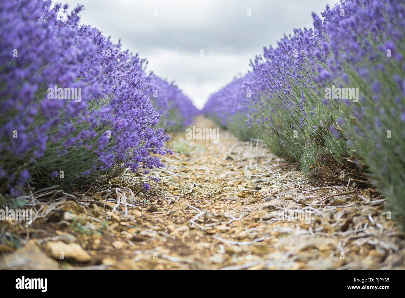 Geringe Aussicht auf Weg durch Lavendelfeld, Snowshill, Cotswolds, England, Großbritannien Stockfoto