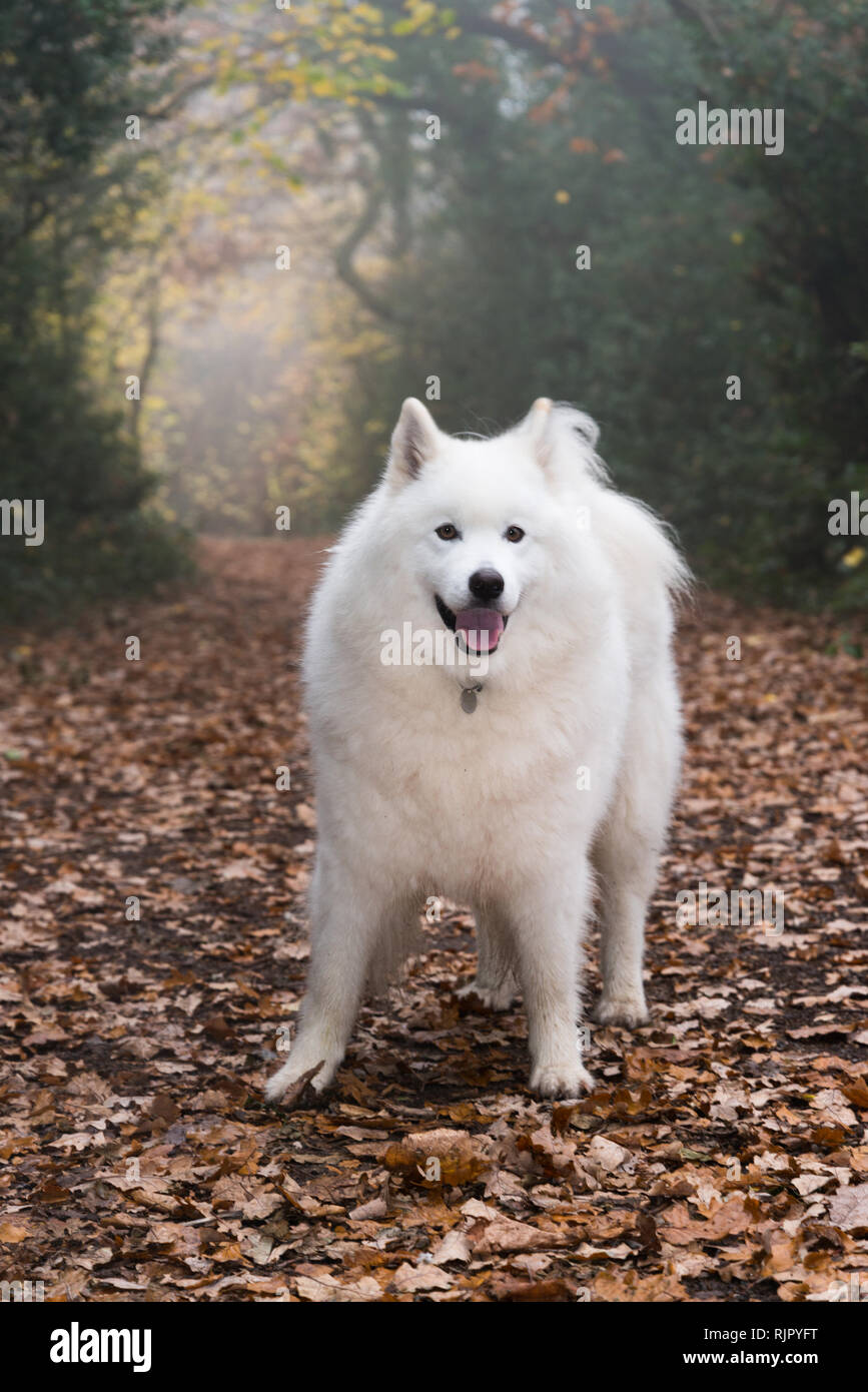 Samoyed Hund im nebligen Wald Stockfoto