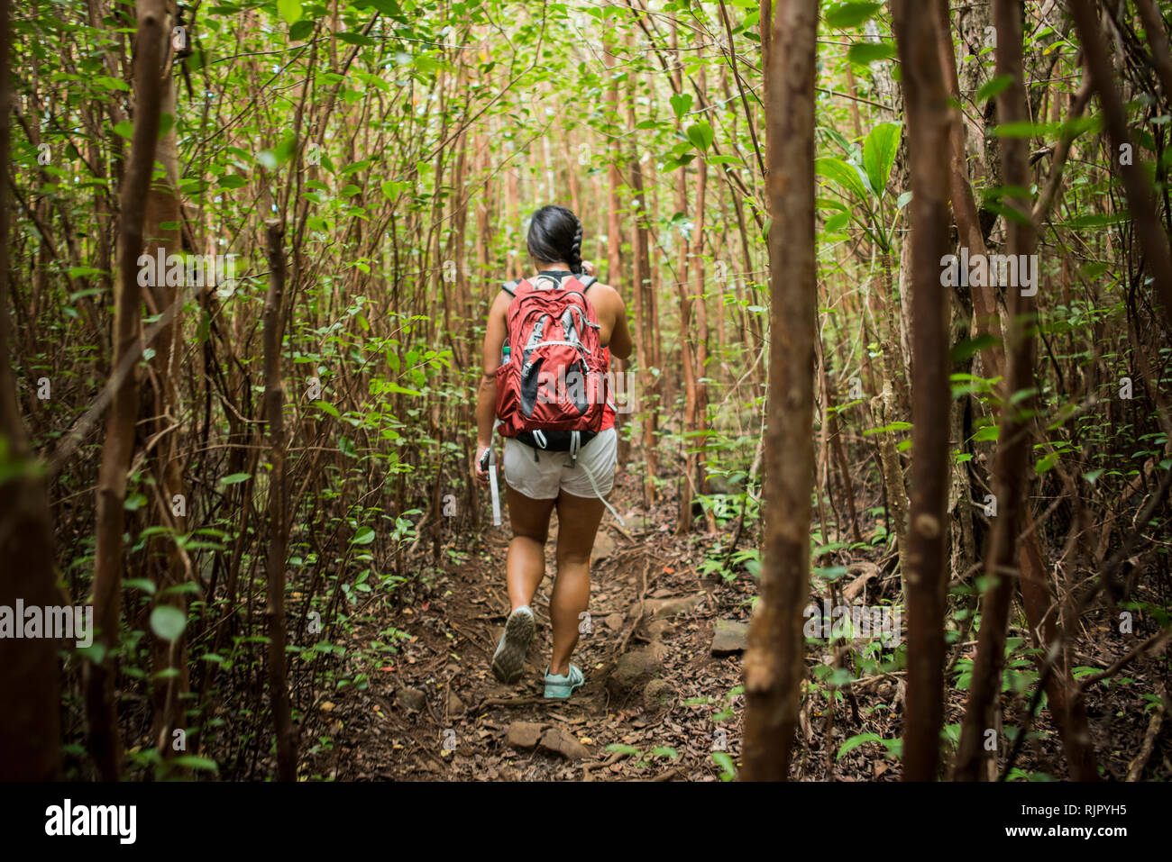 Wanderer Wandern im Regenwald, Iao Valley, Maui, Hawaii Stockfoto