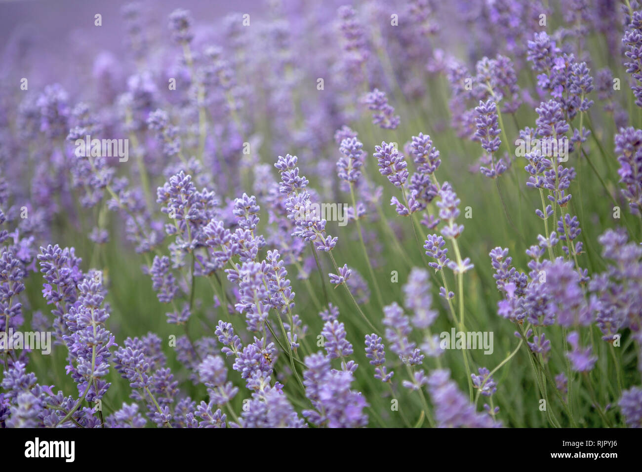 Nahaufnahme von lila Lavendel Feld Snowshill, Cotswolds, England, Großbritannien Stockfoto