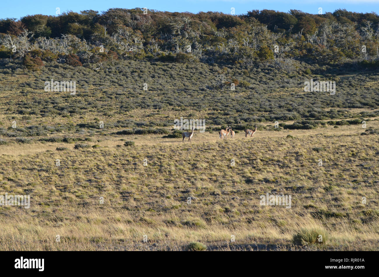 Guanaco Herde in der Pampa von Karukinka Naturpark, Tierra del Fuego, Chile Stockfoto