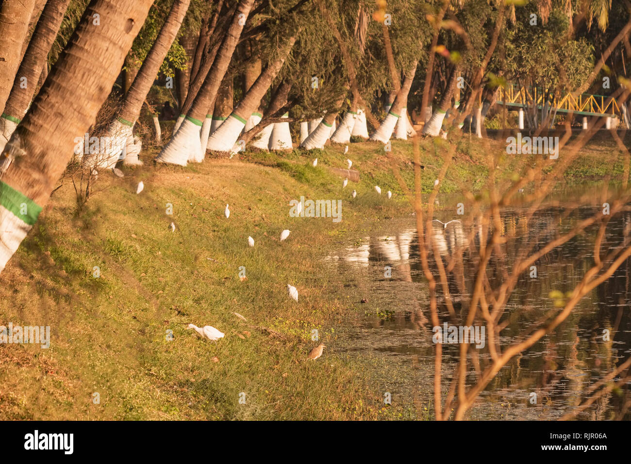Wild life, indische Reiher,, auf der Suche nach Insekten, von Gräsern, von Wasser, Salt Lake, Kolkata, Indien. Stockfoto