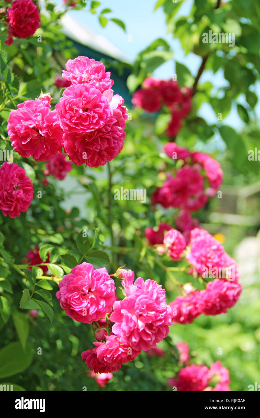 Rote Blumen des kletternden Rose Blüte im Garten in der Nähe von House. Wunderschöne Rosen wachsen in der Nähe von House. Rosen blühen im Garten. Big Bush der Blumen. Klettern Stockfoto