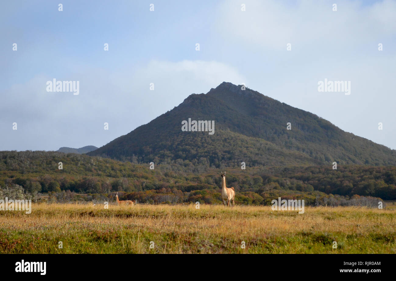 Guanaco mitten in der Pampa von Karukinka Naturpark, Tierra del Fuego, Chile Stockfoto