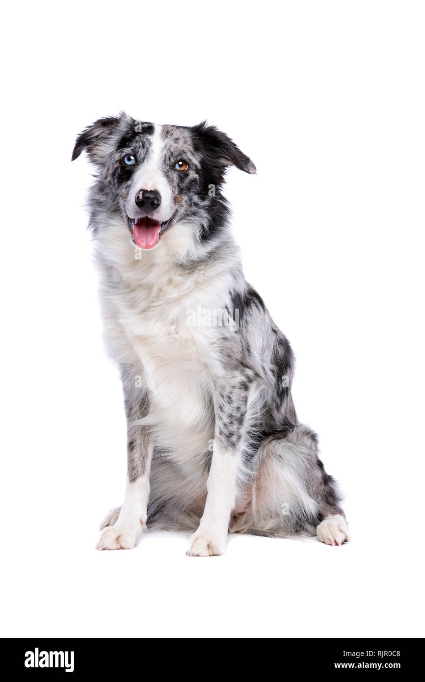 Border Collie Hund vor einem weißen Hintergrund Stockfoto