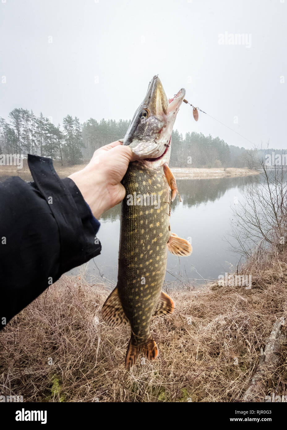 Angeln im Fluss. Offener Mund große Hechte in der Hand des Fischers. Angeln Trophäen, in frischem Wasser gefangen. Hand der Angler über dem Wasser. Fisher Stockfoto