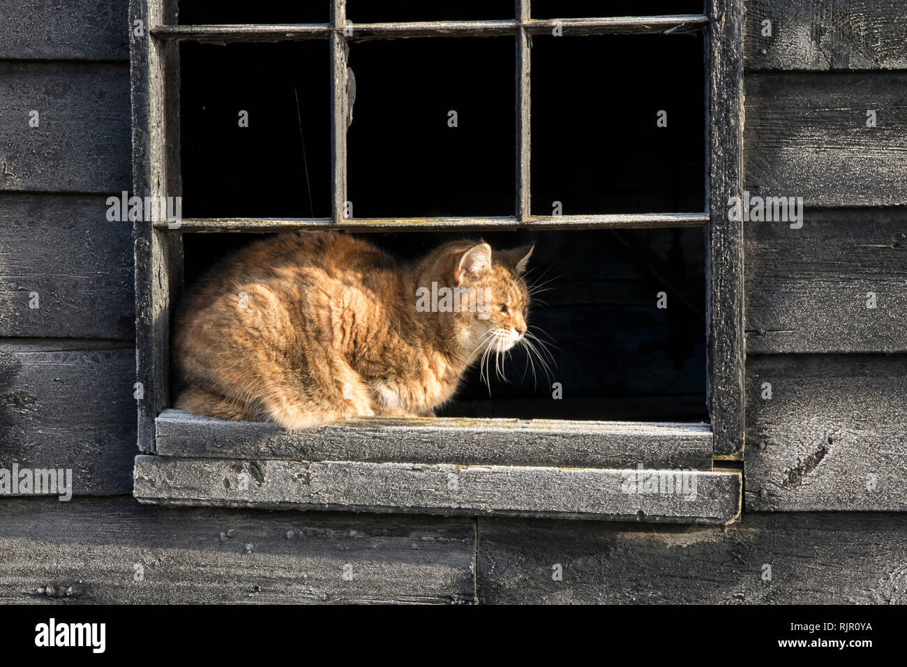 Bauernhof Katze beobachten die Straße Stockfoto