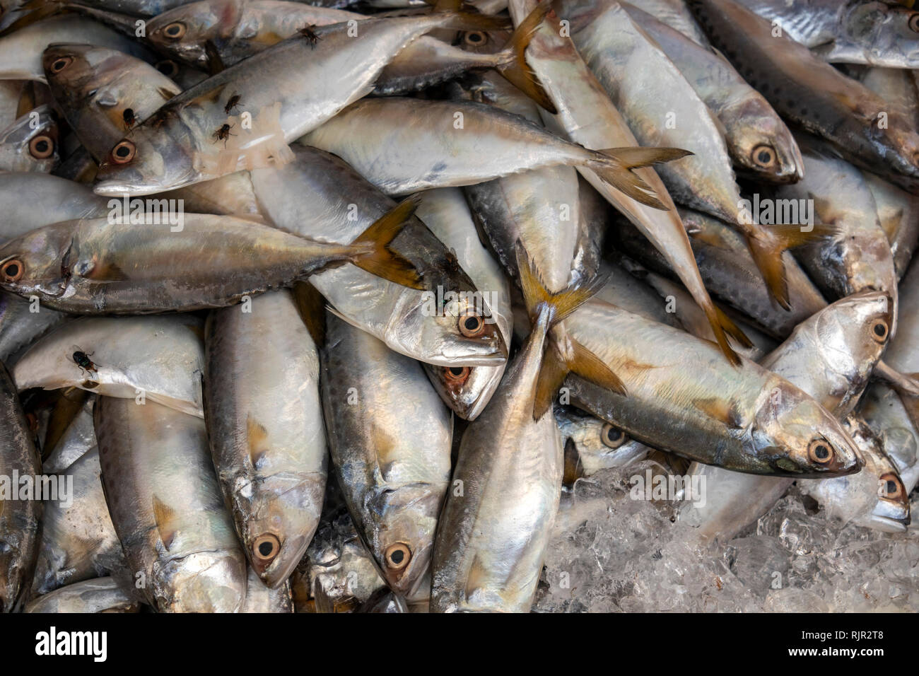 Kambodscha, Preah Koh Kong, Stadtzentrum, zentralen Markt Psar Dong Tong, Fisch Abschaltdruck Stockfoto