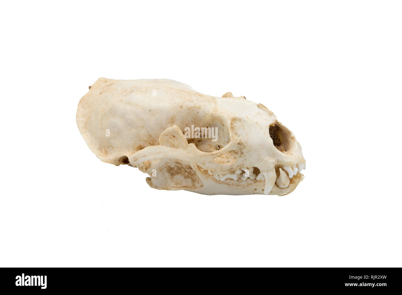 Eurasische Fischotter (Lutra lutra), Säugetieren Schädel Stockfoto