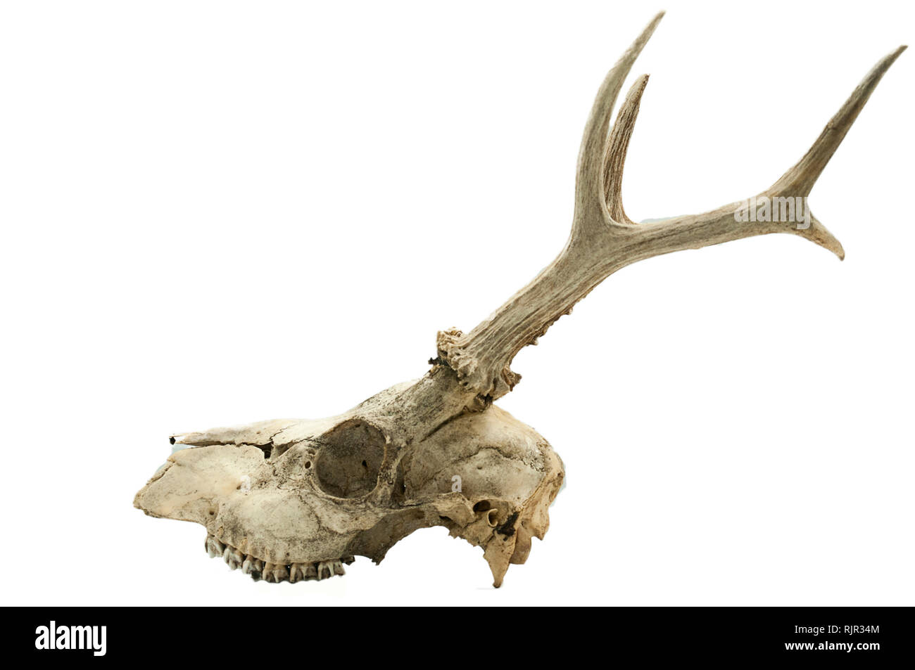 Reh (Capreolus capreolus), Säugetier Schädel und Hörner, weißer Hintergrund Stockfoto