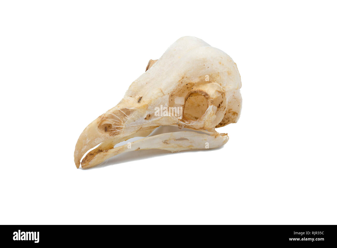 Die schleiereule (Tyto alba), Owl Schädel, nächtlichen raptors mit weißem Hintergrund Stockfoto