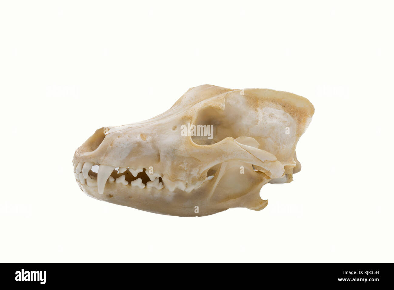 Drei Graue Wölfe (Canis lupus), Säugetieren Schädel Stockfoto