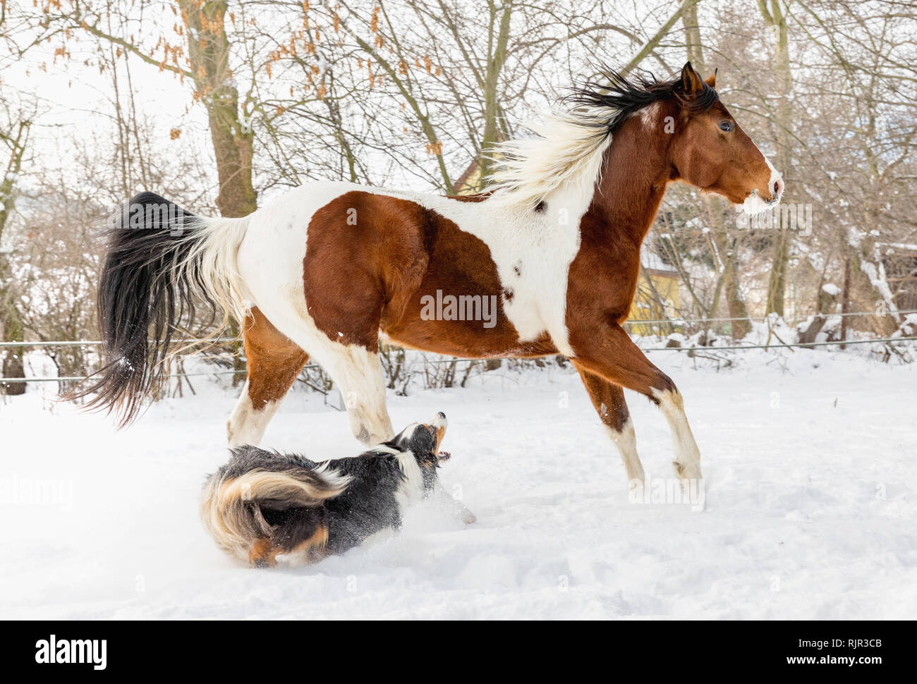 American Paint Horse mit Hund im sonnigen Tag im Winter. Der Tschechischen Republik Stockfoto