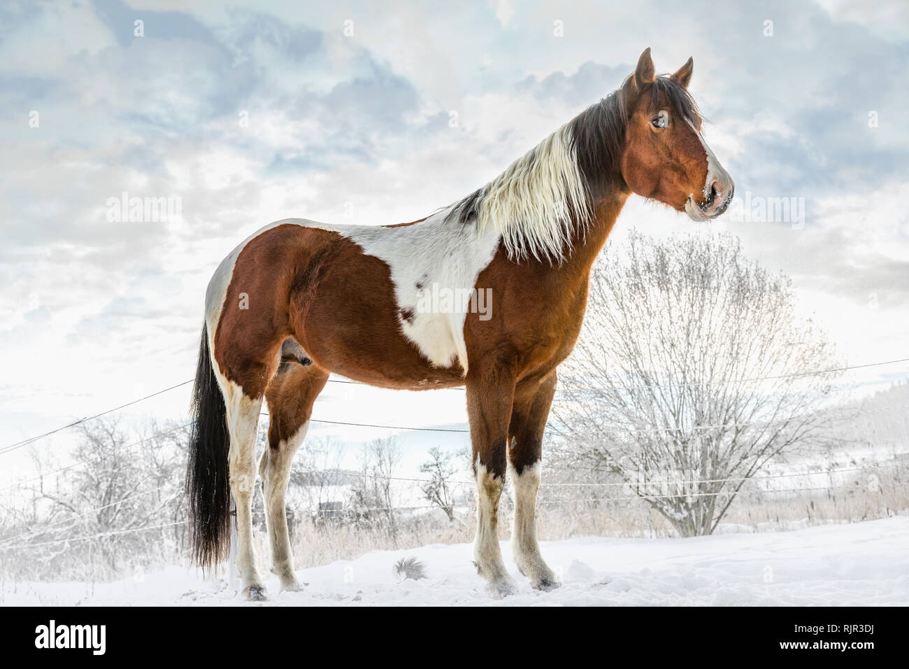 American Paint Horse, im sonnigen Tag im Winter. Der Tschechischen Republik Stockfoto