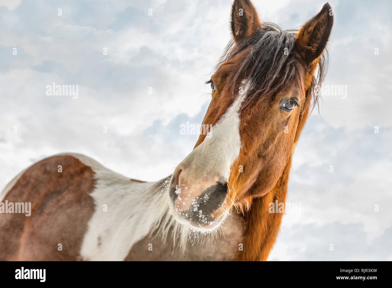 Fantastische DJ Valentine horse, American Paint Horse, im sonnigen Tag im Winter. Der Tschechischen Republik Stockfoto