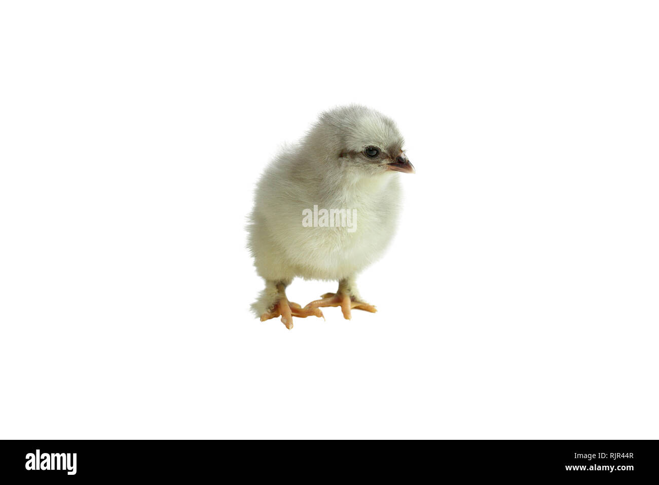 Süße kleine französische Blau Kupfer Maran Huhn/Küken isoliert auf einem weißen Hintergrund. Stockfoto