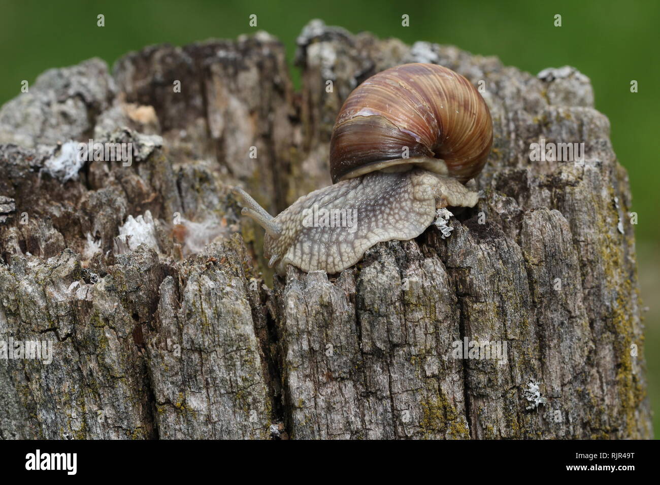 Schnecken/Schnecken kriechen langsam durch die Pflanze Stockfoto