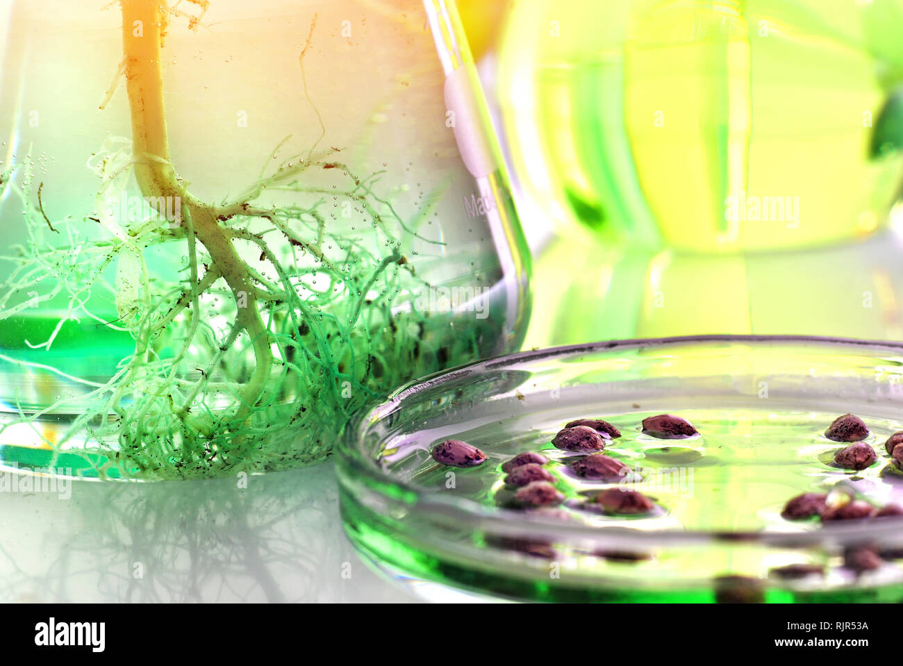 Cannabis Samen und Wurzeln der Cannabispflanze in Glaswaren für Laboratorien für die Forschung, Biotechnologie Konzept Stockfoto