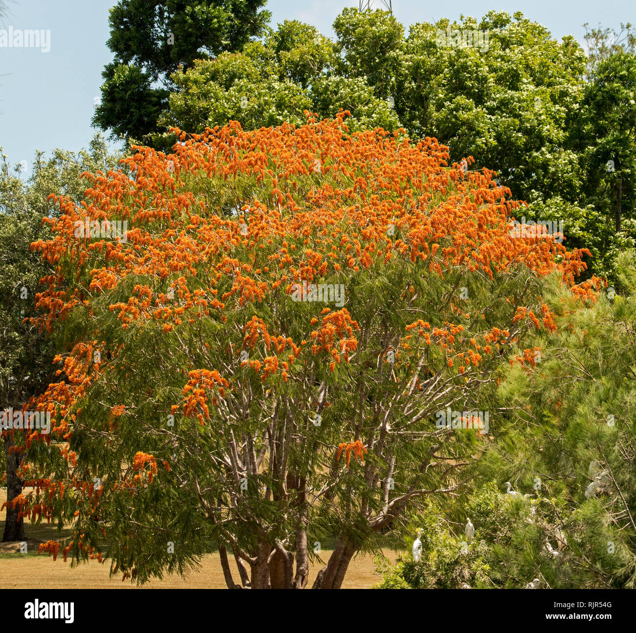 Colvillea racemosa, ungewöhnliche Laubbaum, mit Massen von spektakulären Vivid orange Blumen und grüne Blätter in Queensland, Australien verdeckt Stockfoto