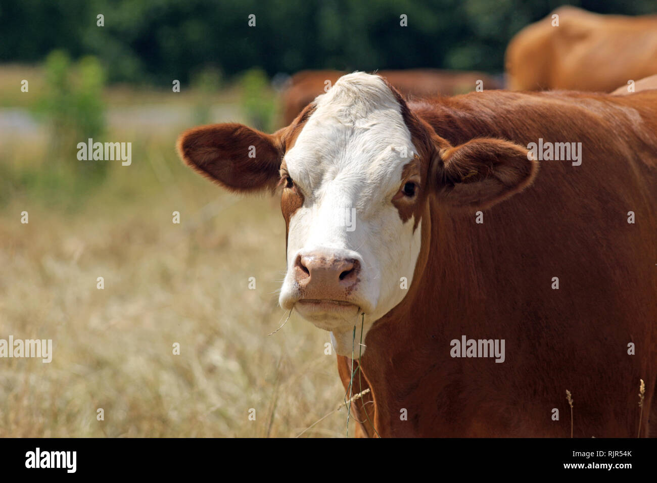 Nahaufnahme einer simmentaler Kuh stehend mit anderen Kühe auf einer Weide Stockfoto