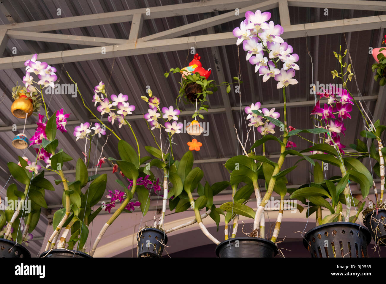 Kambodscha, Preah Koh Kong, exotischen Pflanzen, Orchideen Blüten in hängenden Töpfen unter Vordächer Haus Stockfoto