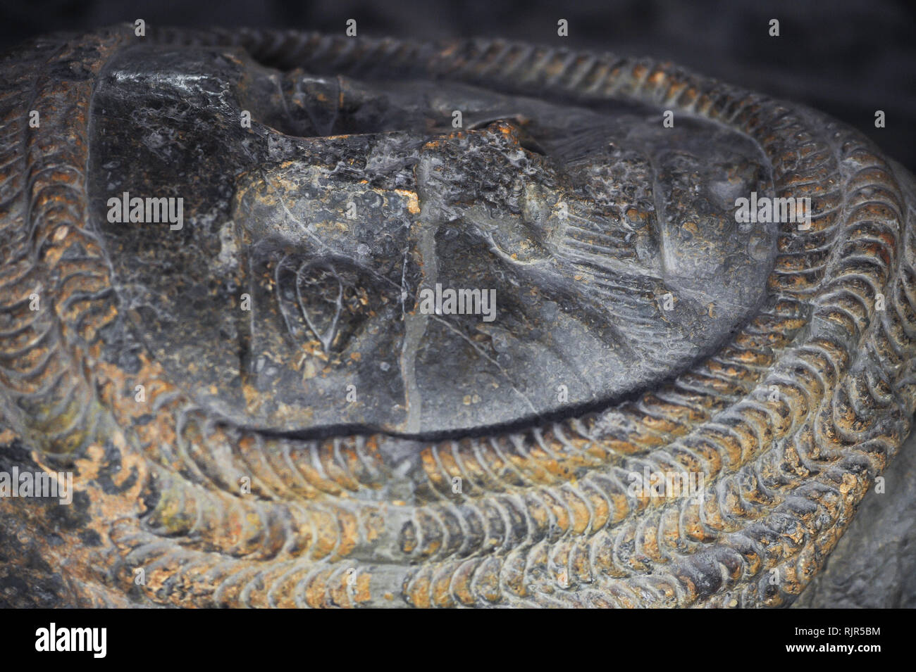 William Marshal, 1st Earl of Pembroke Bildnis im romanischen Tempel Kirche Erbaut 1185 durch Ritter Templer von Dan Brown's 2003 meistverkauften Roman Stockfoto