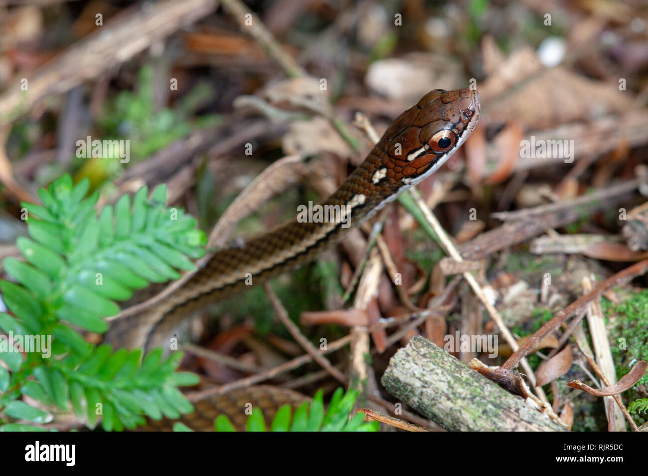 Geschmuckt Zierliche Braune Schlange Rhadinaea Decorata In Ein Tropischer Regenwald Costa Rica Stockfotografie Alamy