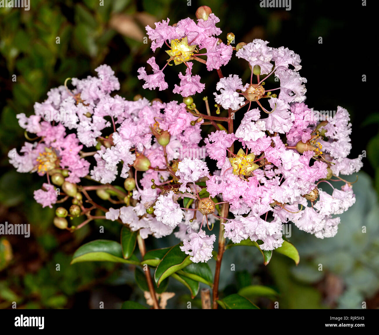 Cluster von zarten blassrosa Blüten der sommergrüne Strauch/Baum Crepe Myrtle, Lagerstroemia indica ordette' gegen den Hintergrund der grünen Laub Stockfoto