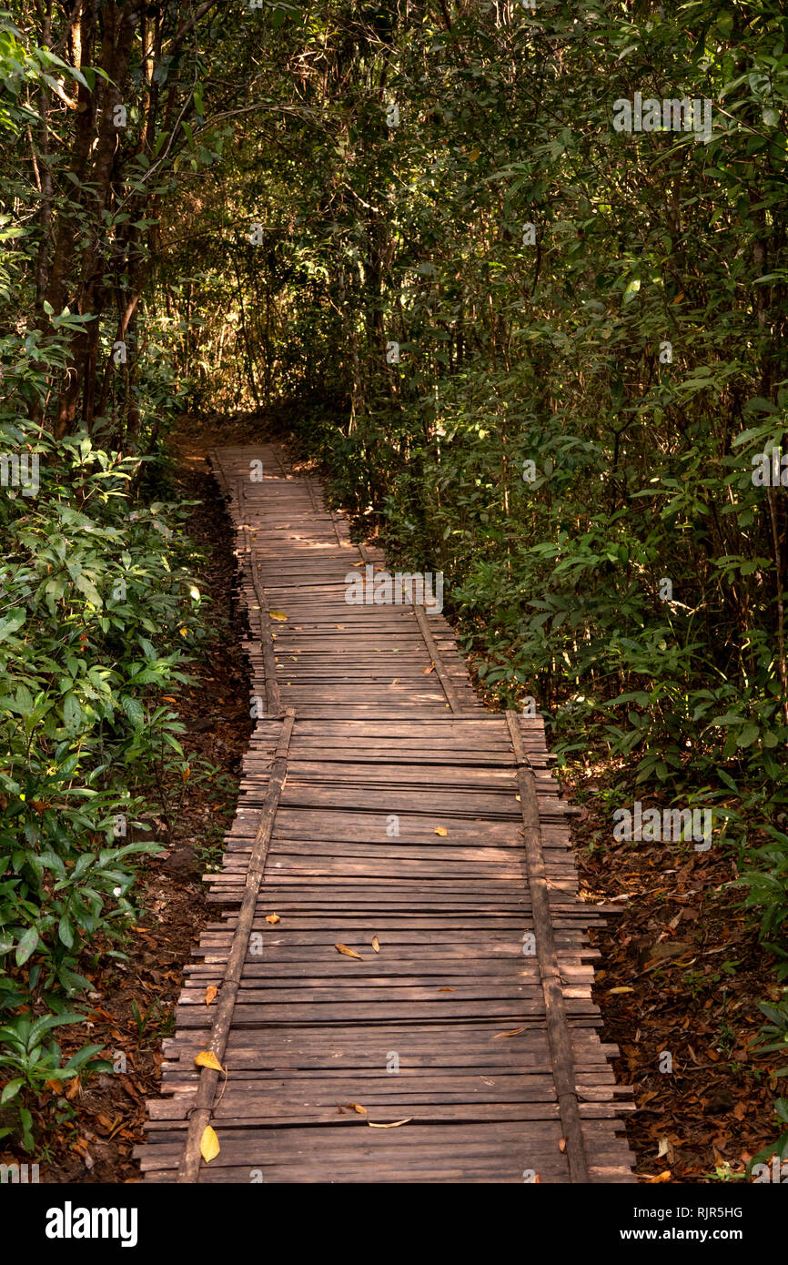 Kambodscha, Koh Kong Provinz, Tatai, Rainbow Lodge Resort, luxury Riverside Unterkunft, Holzsteg durch Wald Stockfoto