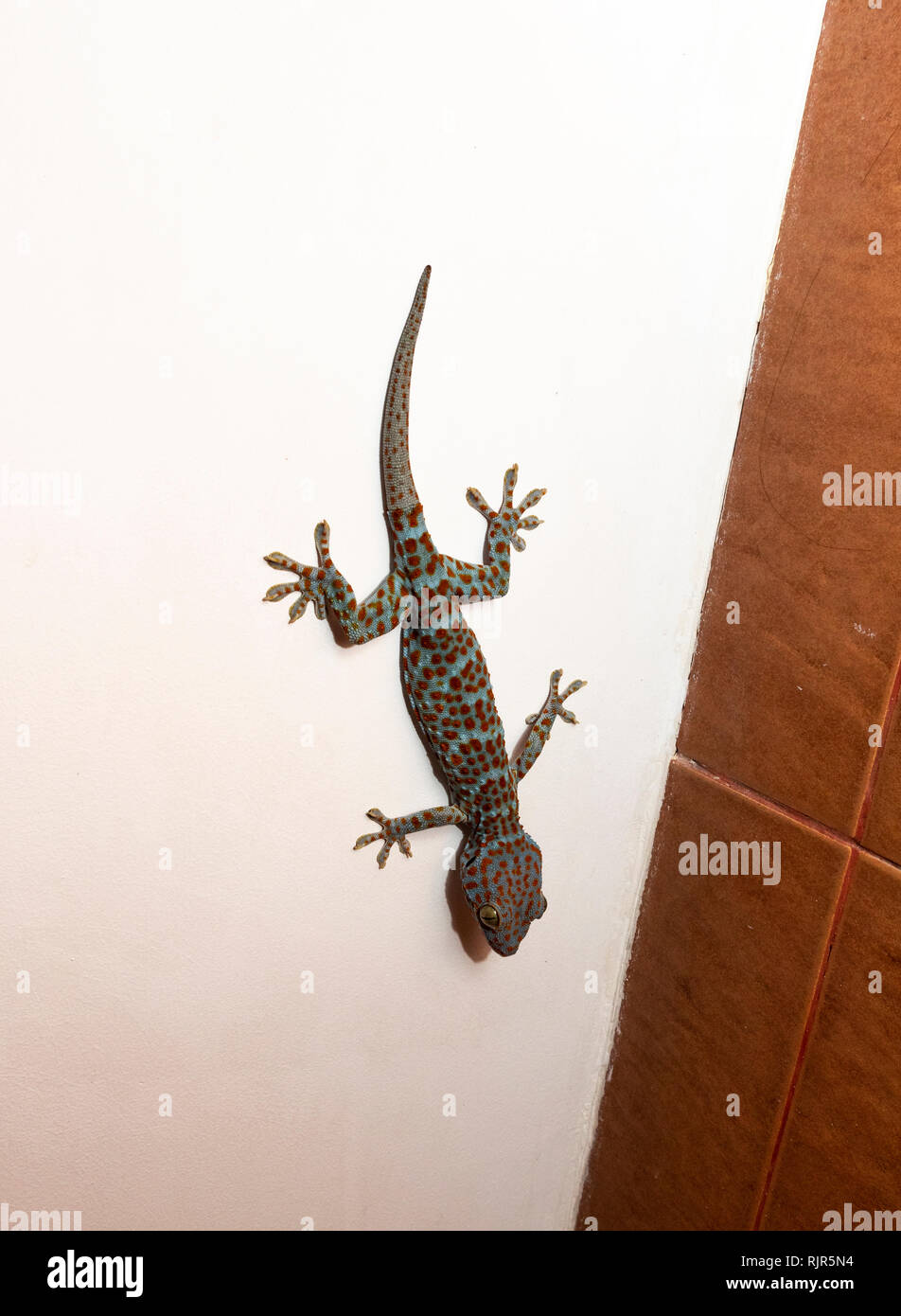 Tokay Gecko Gekko Gecko In Stockfotos und bilder Kaufen Alamy